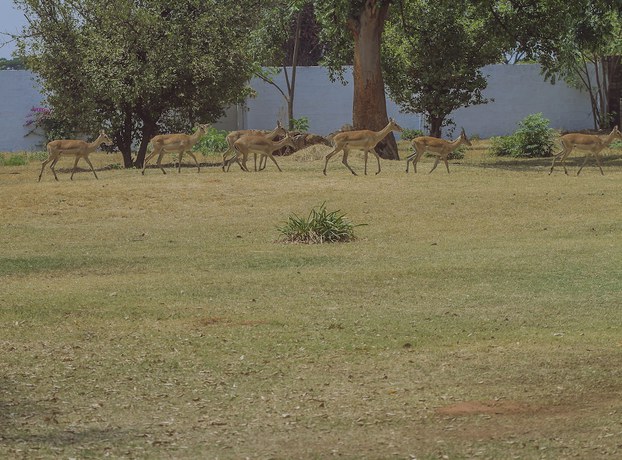 Imagen de los exteriores del Hotel Mukuba. Foto 6