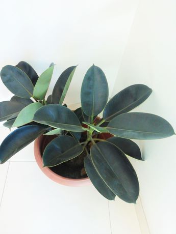 Imagen de la habitación del Hotel Murcia, AREQUIPA. Foto 10