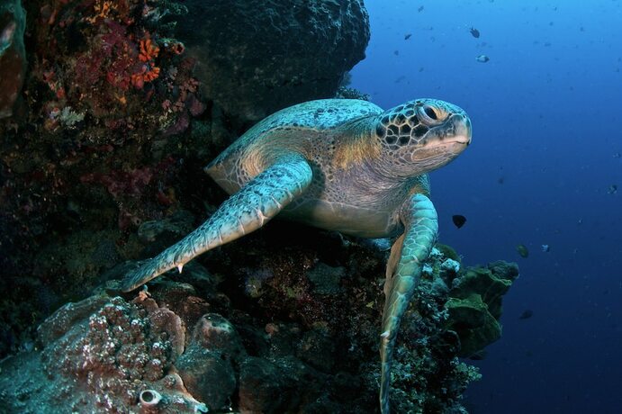 Imagen general del Hotel Murex Manado Dive Resort. Foto 3