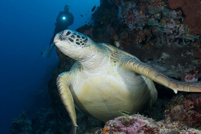 Imagen general del Hotel Murex Manado Dive Resort. Foto 6