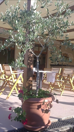 Imagen del bar/restaurante del Hotel Muses, Sozopol. Foto 3