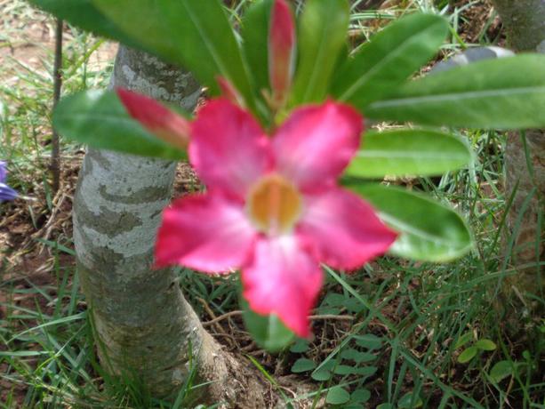 Imagen general del Hotel Mushroom Garden Villas. Foto 18