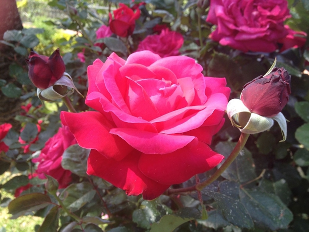 Imagen de la habitación del Hotel Myage. Foto 12