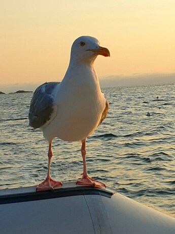 Imagen general del Hotel Myre Kysthotell. Foto 13