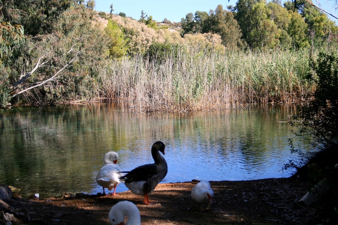 Imagen de los exteriores del Hotel Naiades Almiros River. Foto 10