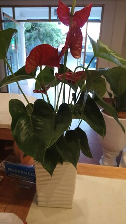 Imagen de los interiores del Hotel Nam Hoa. Foto 39