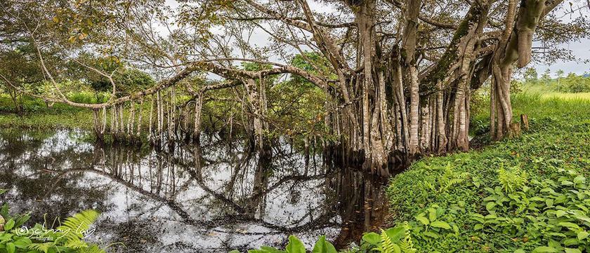 Imagen general del Hotel Natural Green Lounge. Foto 2