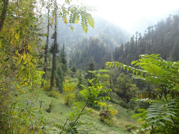 Imagen general del Hotel Natures Lap Resort Jibhi. Foto 5
