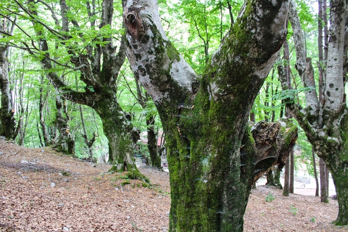 Imagen general del Hotel Natyral Razma Resort. Foto 4