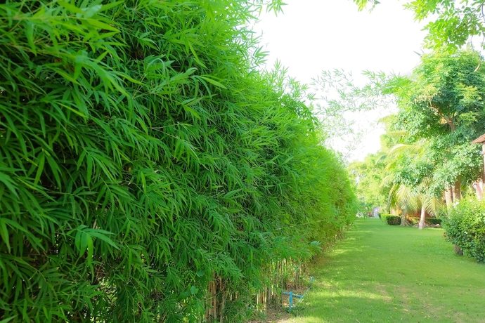 Imagen de los exteriores del Hotel Naya Resort. Foto 12