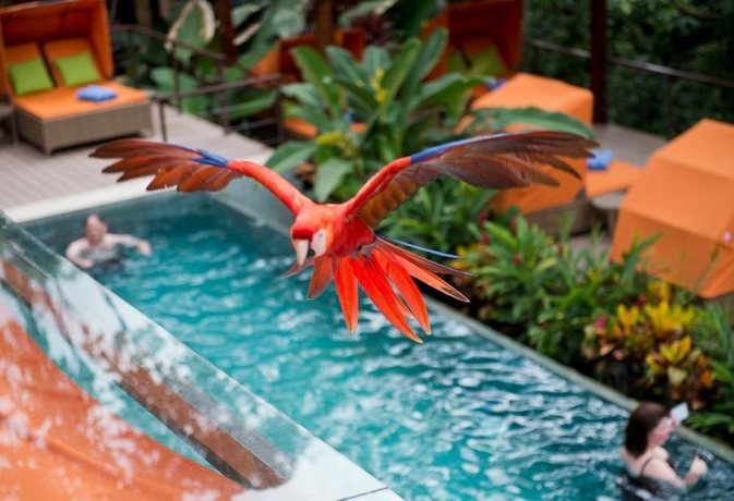 Imagen de la piscina del Hotel Nayara Springs - Adults Only. Foto 15