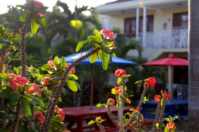Imagen de los exteriores del Hotel Negril Palms. Foto 6