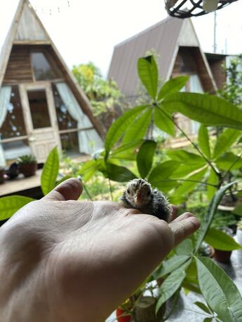 Imagen general del Hotel Nha cua Nep. Foto 2