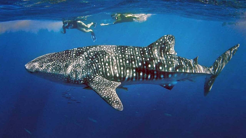 Imagen de los exteriores del Hotel Ningaloo Lodge Exmouth. Foto 13