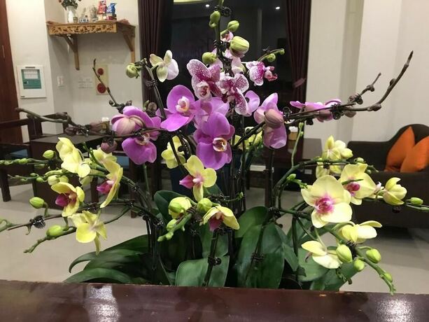 Imagen general del Hotel Ninh Phong. Foto 13