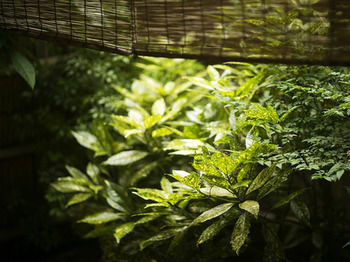 Imagen de los interiores del Hotel Nishi-no-miyabi Tokiwa. Foto 16