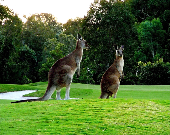 Imagen de los exteriores del Hotel Noosa Springs Golf Resort and Spa. Foto 10