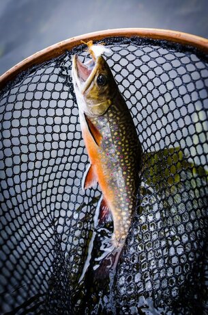 Imagen general del Hotel North Branch Outing Club. Foto 10