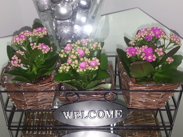 Imagen general del Hotel Nuovo Nord. Foto 2