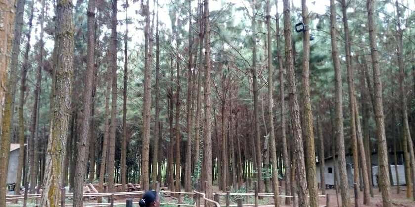 Imagen general del Hotel Nyungu Yamawe Forest Park. Foto 8