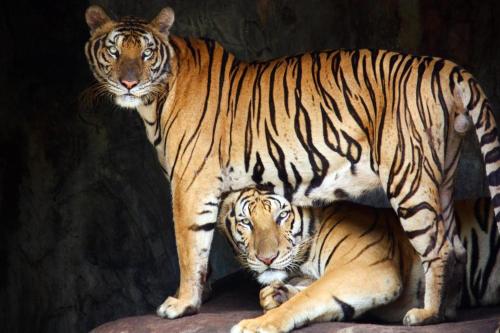 Imagen general del Hotel OYO 440 Season 5 Residence. Foto 14