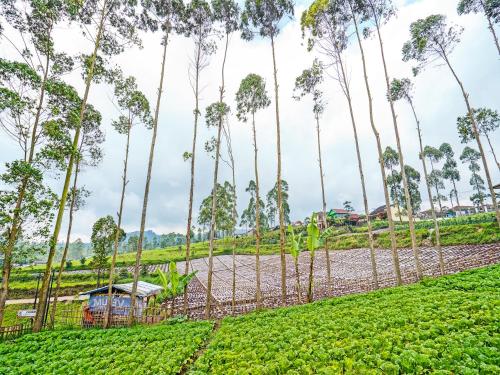 Imagen general del Hotel OYO 92217 Artana 2 Chipsari. Foto 16