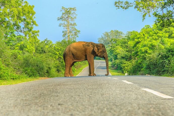 Imagen general del Hotel Oak Ray Wild Yala. Foto 6