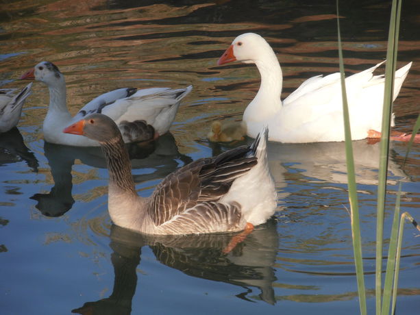 Imagen de los exteriores del Hotel Oasis Country Park - Campground. Foto 8