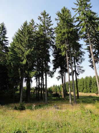 Imagen de la habitación del Hotel Obere Schweizerh&uuml;tte. Foto 8