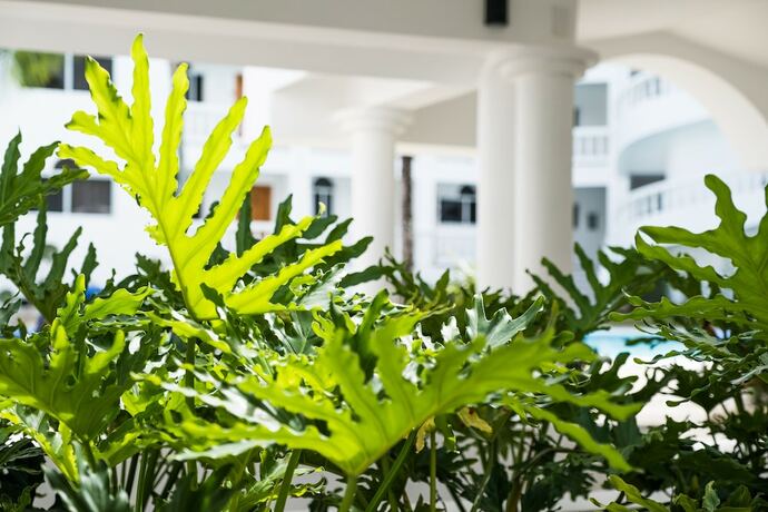 Imagen general del Hotel Ocean Palms Residences. Foto 6
