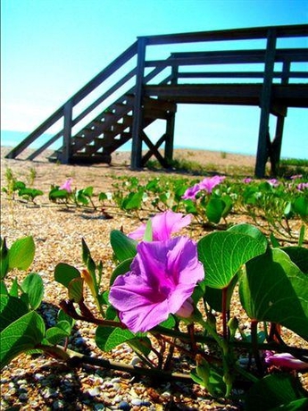 Imagen general del Hotel Ocean Sands Beach Boutique Inn - 1 Acre Private Beach. Foto 3