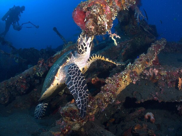Imagen general del Hotel Ocean View Tulamben Dive and Resort. Foto 4