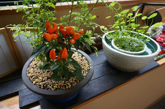 Imagen de los interiores del Hotel Ogawa. Foto 17