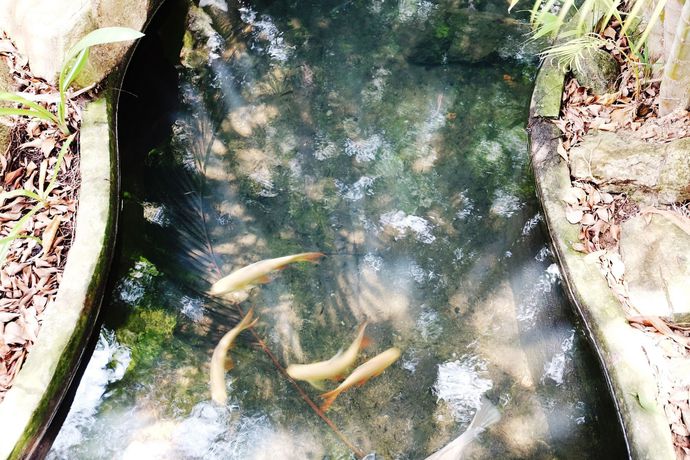 Imagen de la piscina del Hotel Ohana Resort and Restaurant. Foto 15