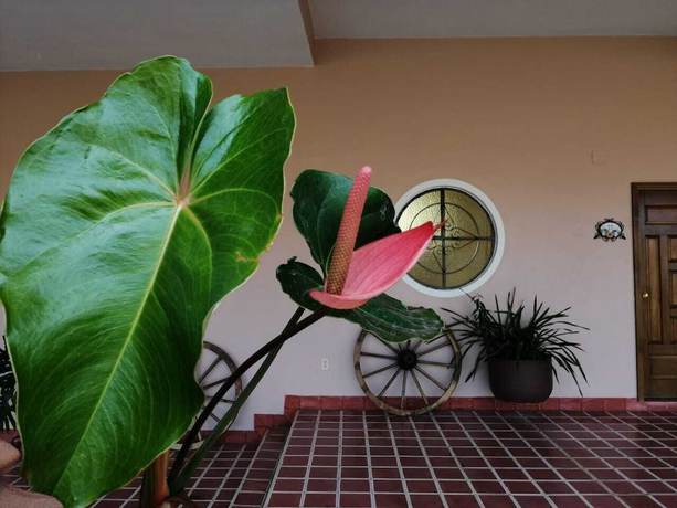 Imagen de los exteriores del Hotel Ojo de Agua, Ciudad Hidalgo. Foto 15