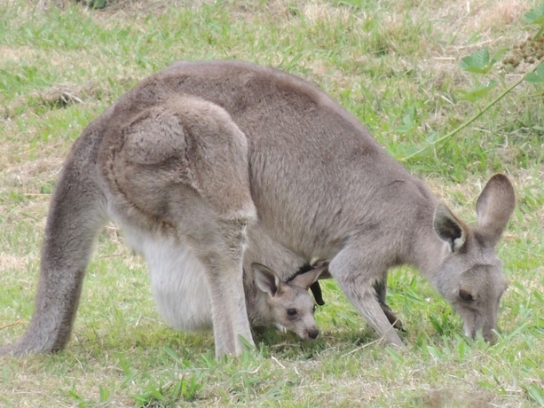 Imagen de los exteriores del Hotel Old Chilli B&B. Foto 14