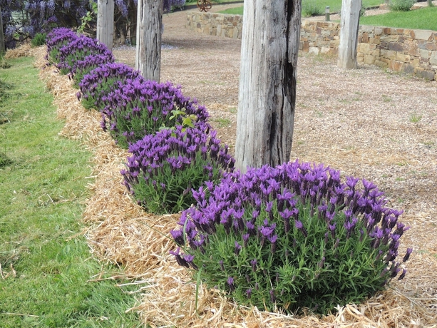 Imagen de los exteriores del Hotel Old Chilli B&B. Foto 17