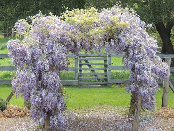 Imagen de los exteriores del Hotel Old Chilli B&B. Foto 18