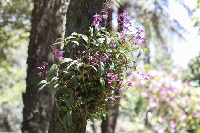 Imagen de los exteriores del Hotel Olinda Country Cottages. Foto 17