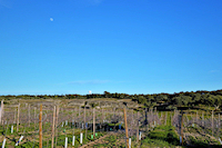 Imagen general del Hotel Olive Residence And Suites. Foto 4