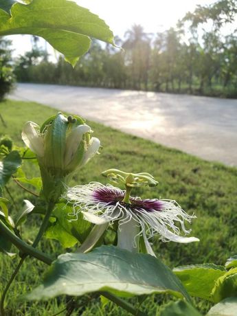 Imagen de la habitación del Hotel On Green Resort. Foto 10