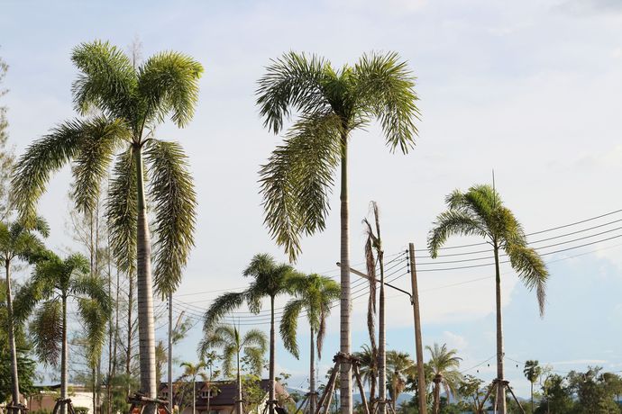 Imagen general del Hotel On Green Resort. Foto 6