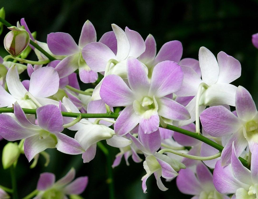 Imagen general del Hotel Orchid Haven. Foto 10
