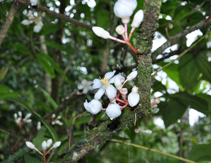 Imagen general del Hotel Orchid Haven. Foto 21