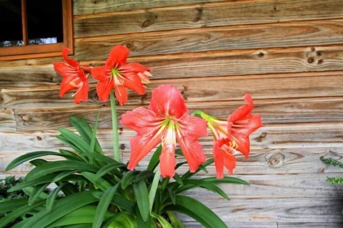 Imagen de los exteriores del Hotel Otago Cottage. Foto 19