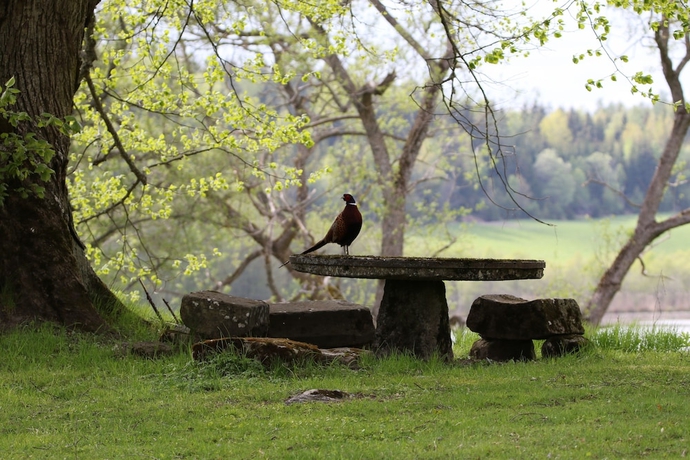 Imagen de la habitación del Hotel &Ouml;ster Malma l. Foto 14