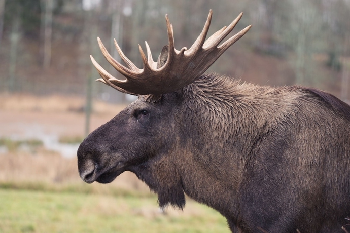 Imagen general del Hotel &Ouml;ster Malma l. Foto 5