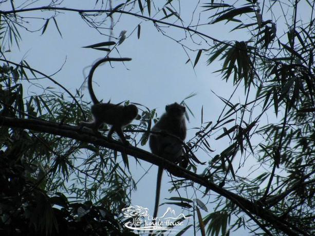 Imagen general del Hotel Our Jungle House. Foto 3
