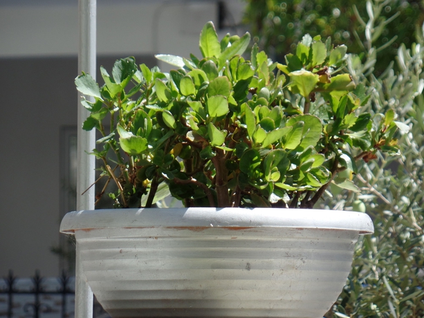 Imagen de los exteriores del Hotel Ouzas Luxury. Foto 9