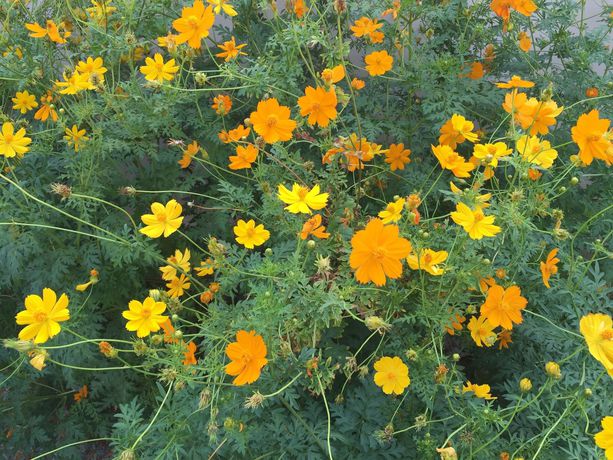 Imagen de los exteriores del Hotel Oyo 306 Paradise Park Laemchabang. Foto 13